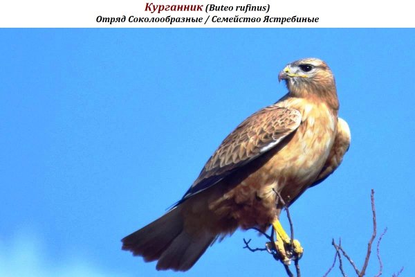 Курганник (Buteo rufinus)