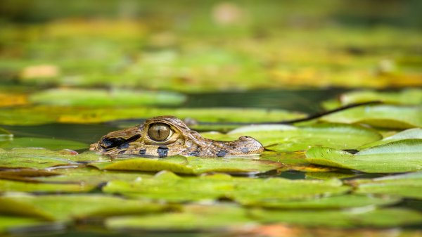YoungCaiman ROW5014887226 UHD