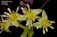 Persea americana