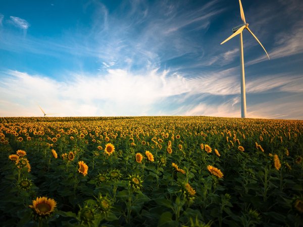 Sunflowers-1853323