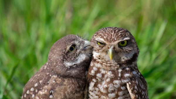 Tender Moment Птенец роющей совы и взрослый UHD Обои 4к