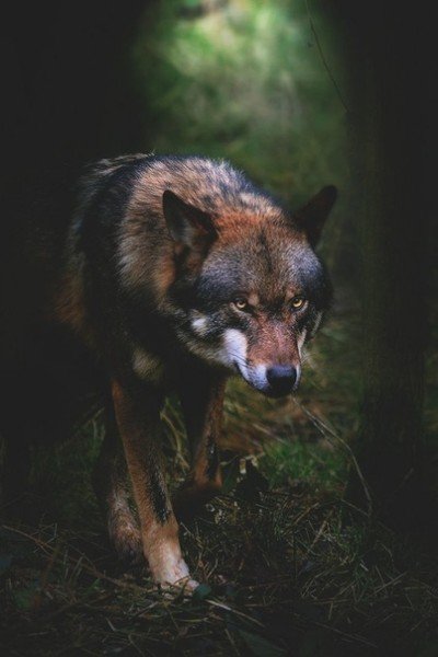 file_77444009