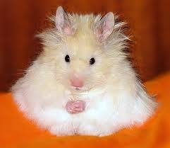 instead-hamster2-0.1