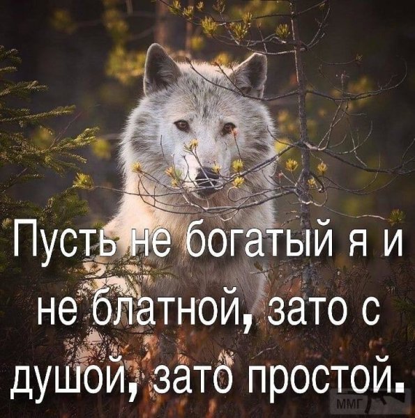 Волк