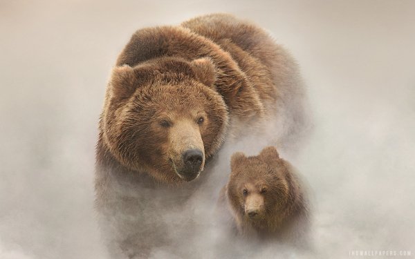 terre des ours-1920x1200