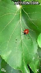 My bug - божья коровка