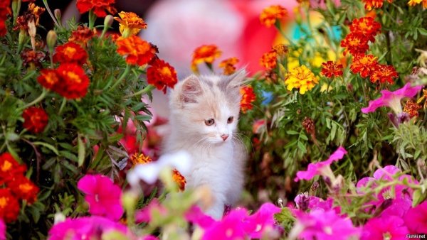 file_95825742