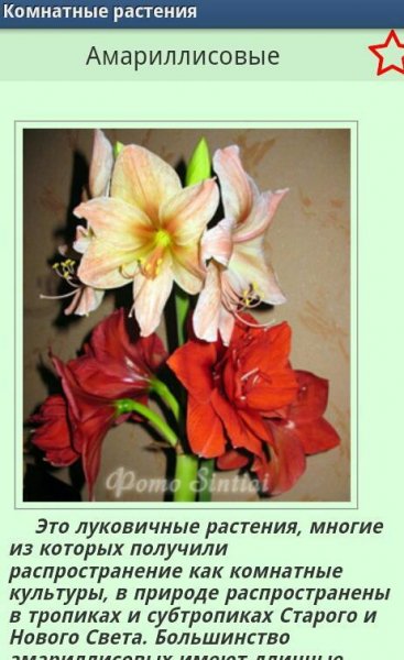 Комнатные растения 1.3
