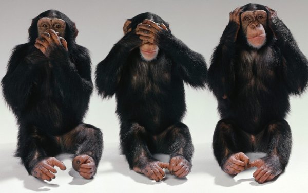 Monkeys-cant-speak-cant-see-cant-hear-