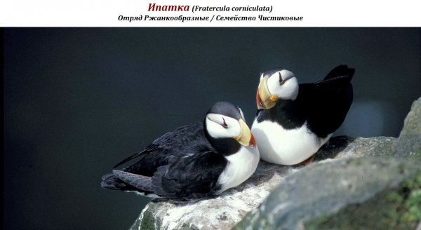 Ипатка (Fratercula corniculata)