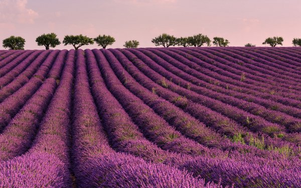 Fields of Flowers 10