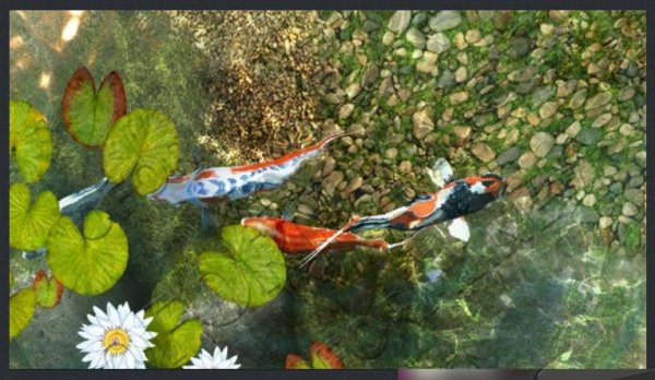 Koi Fish