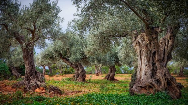OliveGrove ROW9424610098 UHD