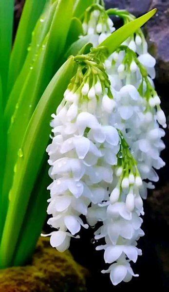 file_95715567