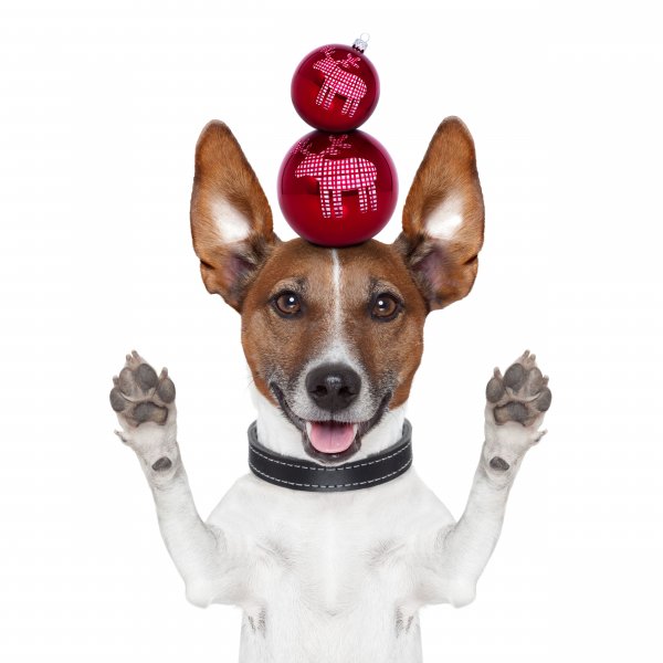 Christmas Dogs White 509840