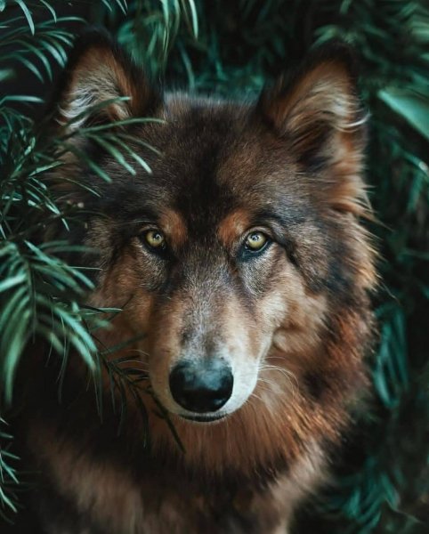 Wolf