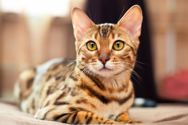 Shutterstock 149306699