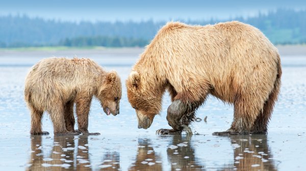 ClamBears EN-US1283973201 UHD