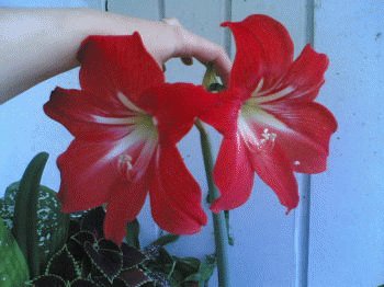 file_86274498