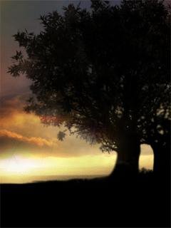 Sunset49