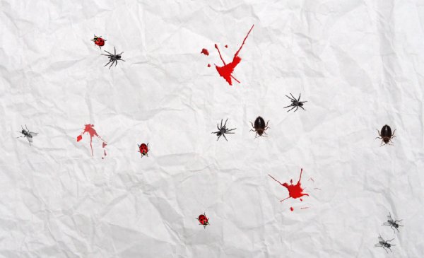 Annoying Little Bugs