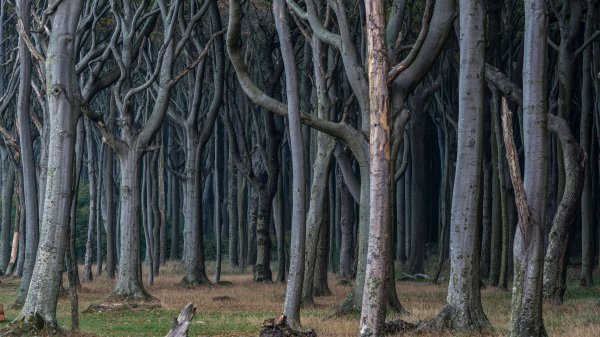 GhostForest ROW3674085851 UHD