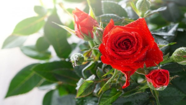 file_82585694