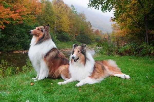 Колли