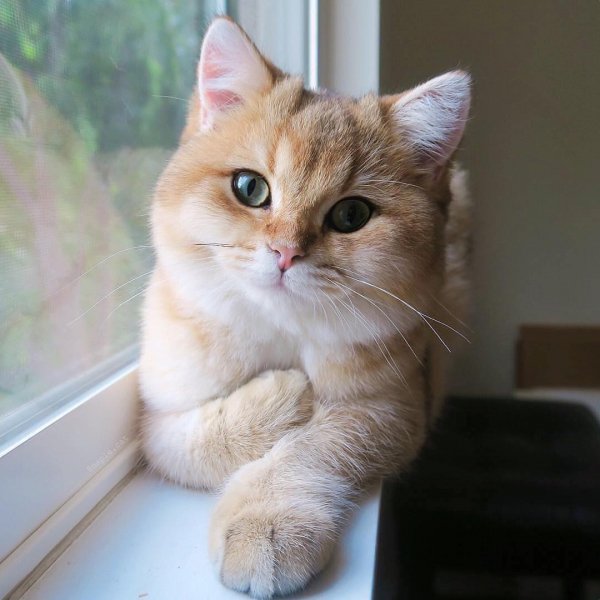 котэ лапки