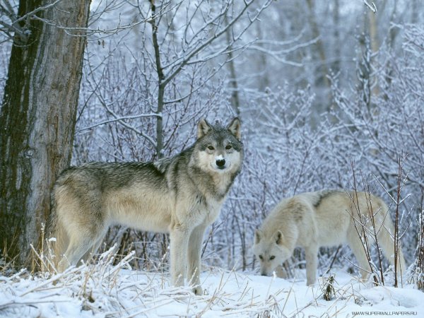 Wolf (18)