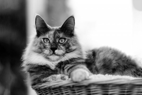 file_90086638