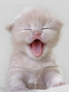 MEOW by VINECHKA