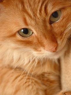 Кошки