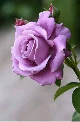 file_95694042