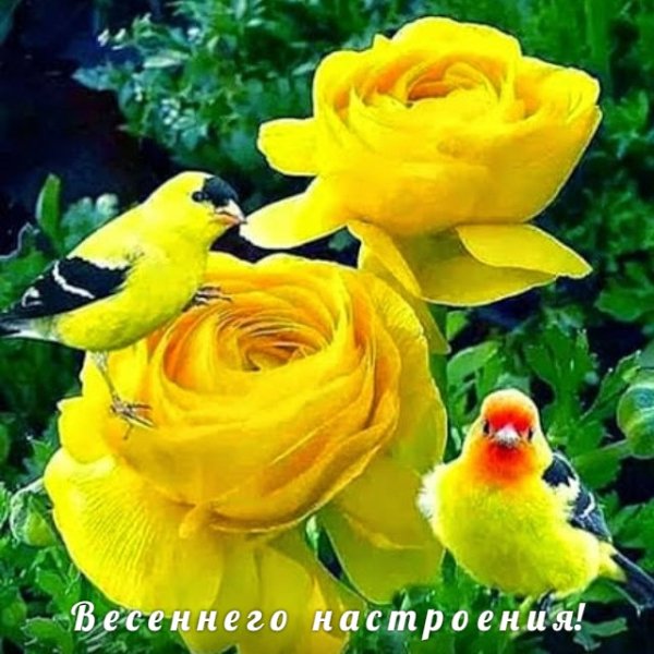 gRySPfmKjGw