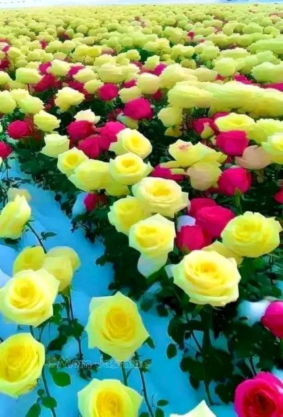 file_95674373