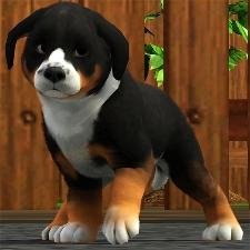 pet01