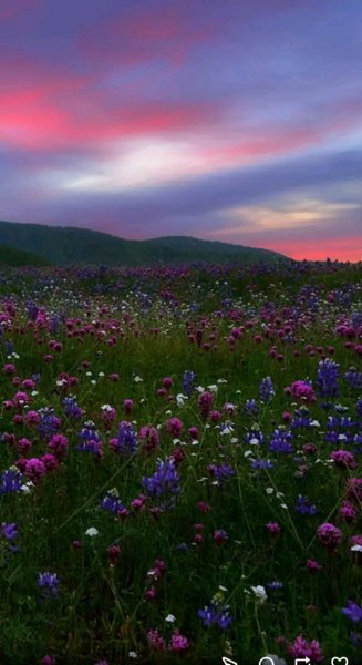 file_103170117
