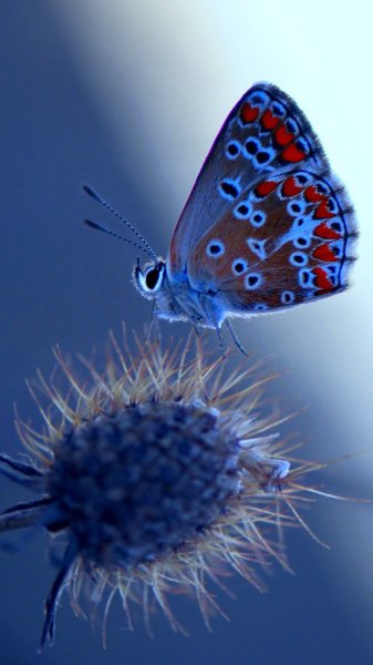 ahaa Pet201111014 1