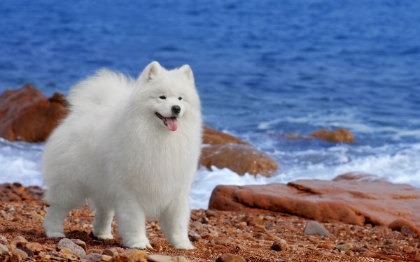 Dog Days 3