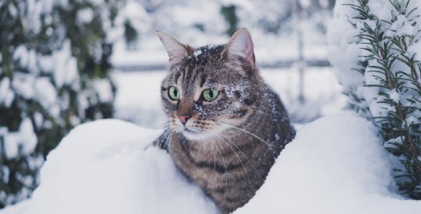 Кот и снег