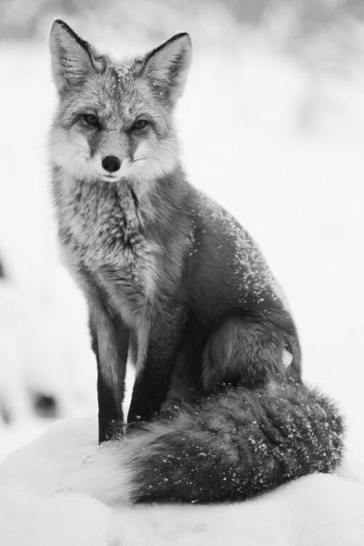 file_93679459