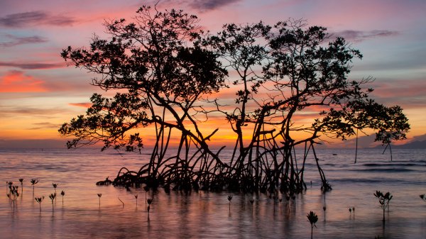 RedMangroveSunrise ROW3783408236 UHD