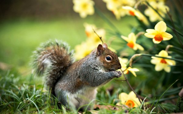 squirrel-flowers-grass