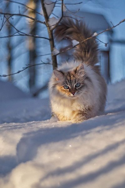 file_102145533
