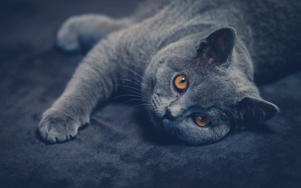 ComputerDesktopWallpapersCollection1009