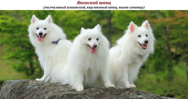 Японский шпиц
