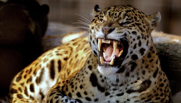 Backgrounds-amazing-leopard-wallpaper