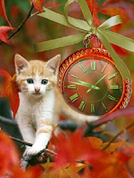 Осенняя кошка