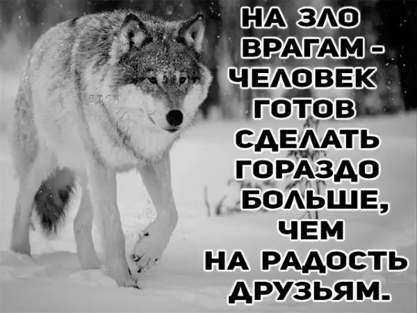 Волк